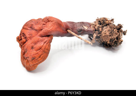 Ganoderma lucidum, die Lingzhi oder Reishi Pilz, auf weissem isoliert. Stockfoto