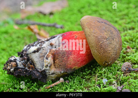 Ein boletus calopus Pilz im Wald Stockfoto