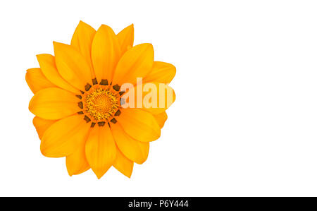 Blumen auf weißem Hintergrund/Bright Orange Blume weiß Hintergrund isoliert. Stockfoto