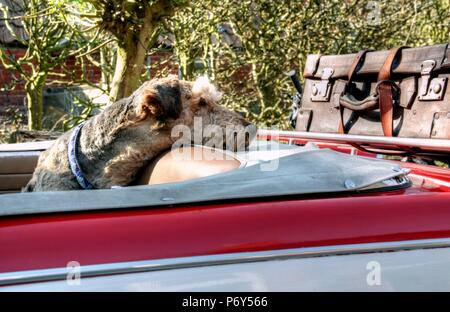 HDR-Bild einer holländischen Landschaft an einem sonnigen Tag im Mai Stockfoto