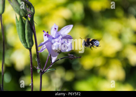 Buff-tailed Bumble Bee (Bombus terrestris) Arbeiter in der Mitte - Flug mit seiner Zunge (Rüssel) heraus und bereit Nektar von einer Blume zu sammeln. (UK) Stockfoto