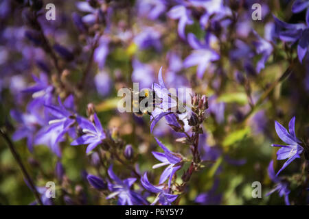 Ein Arbeiter buff-tailed Bumble Bee (Bombus Terrestis) Sammeln von Nektar aus einem Garten Blume in Großbritannien. Stockfoto