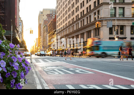 New York City tour bus fahren auf der 5th Avenue in Manhattan mit Menschen zu Fuß über die Kreuzung und auf den Sonnenuntergang im Hintergrund Stockfoto