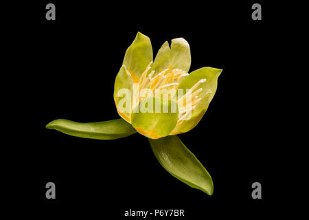 Die Blume von einem Tulpenbaum, Liriodendron tulipifera, dass in England Großbritannien GB gewachsen ist, fotografiert in einem Studio auf schwarzem Hintergrund Stockfoto