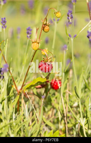 Wilde Erdbeeren, FRAGARIA VESCA, wachsen in einem Lavendel Bett in einem Garten in Lancashire England UK GB Stockfoto