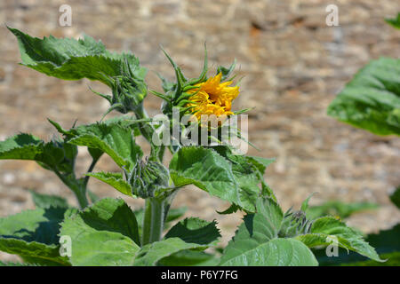 Sonnenblume Knospe öffnen, und ungeöffneten Knospen an der Pflanze, Nahaufnahme Stockfoto