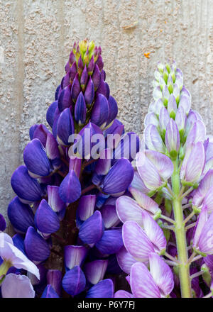 Lupine Blumen auf einem rustikalen Holzmöbeln Kulisse. Stockfoto