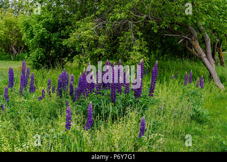 Lupinen wachsen wild in ländlichen Prince Edward Island, Kanada. Stockfoto