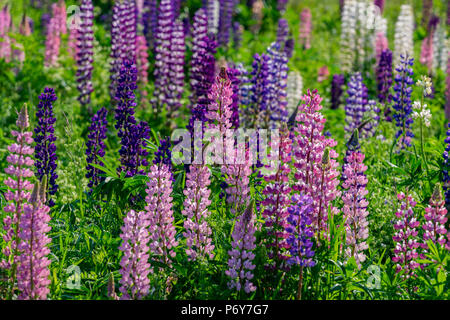 Lupinen wachsen wild in ländlichen Prince Edward Island, Kanada. Stockfoto