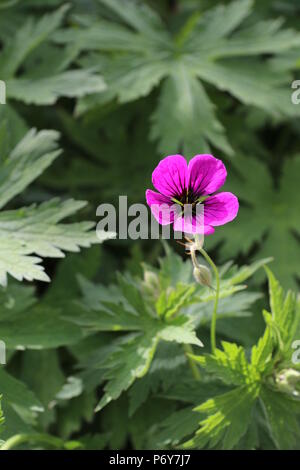 Geranium Anne Thomson Stockfoto