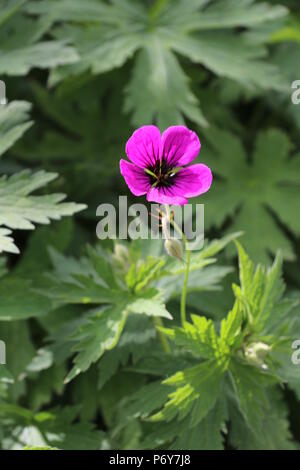 Geranium Anne Thomson Stockfoto