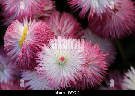 Bellis Pomponette Stockfoto