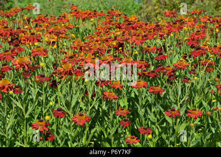 Herbstblumen in Oudolf Field, Hauser & Wirth, Bruton, Somerset, England Stockfoto