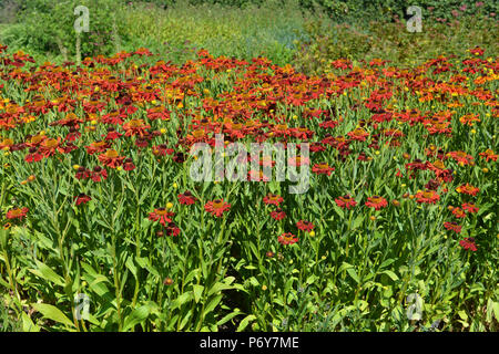 Helenium Herbstblumen in Oudolf Field, Hauser & Wirth, Bruton, Somerset, England Stockfoto