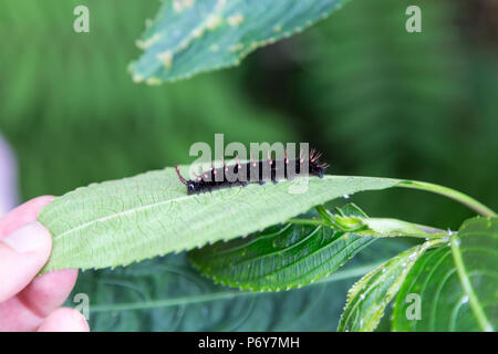 Caterpillar auf einem grünen Blatt. Finger berühren des Blattes. Stockfoto