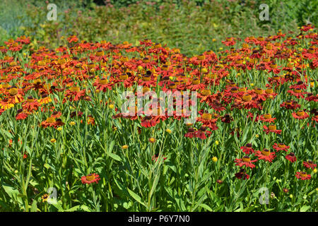 Herbstblumen in Oudolf Field, Hauser & Wirth, Bruton, Somerset, England Stockfoto