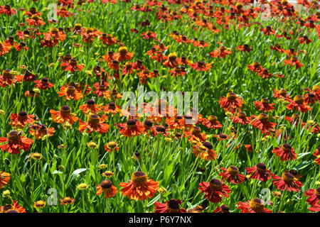 Helenium autumnale, auch bekannt als gewöhnliches Nasenkraut oder gewöhnliches Nasenkraut Stockfoto