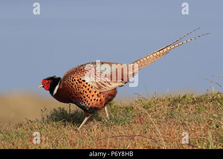 Gemeinsame Fasan (Phasianus colchicus) Holland Stockfoto