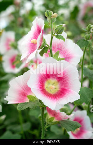 Nahaufnahme von Alcea Rosea Halo Erröten malve Blumen, weiß mit rosa Halo Stockfoto