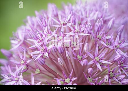 Riesige Zwiebel, Allium giganteum Stockfoto