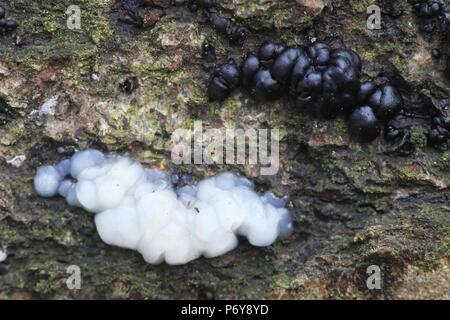 Weiß das Gehirn, Exidia thuretiana und schwarzen Hexen" Butter, Exidia glandulosa Stockfoto