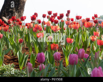 Schönen unscharfen Tulpen Hintergrund, Stockfoto