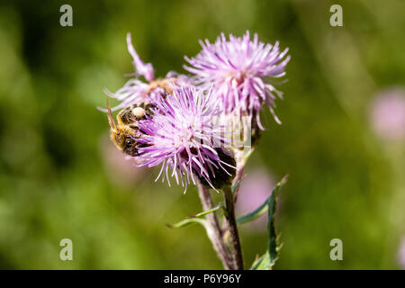 Honey Bee, Distel kriechen, Schwarzwald, Deutschland Stockfoto