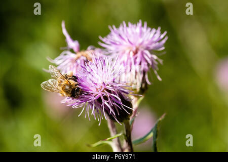Honey Bee, Distel kriechen, Schwarzwald, Deutschland Stockfoto