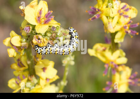 Königskerzenmönch, Königskerzen-Mönch, Wollkrauteule, Wollkrauteule, Brauner Mönch, Raupe Frisst eine Königskerze, Shargacucullia Verbasci Cucullia ver Stockfoto