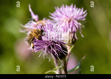 Honey Bee, Distel kriechen, Schwarzwald, Deutschland Stockfoto