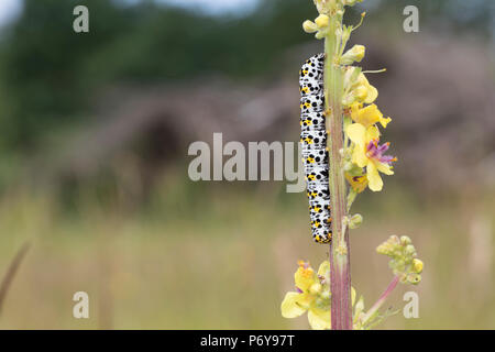 Königskerzenmönch, Königskerzen-Mönch, Wollkrauteule, Wollkrauteule, Brauner Mönch, Raupe Frisst eine Königskerze, Shargacucullia Verbasci Cucullia ver Stockfoto