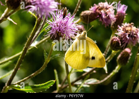 Schmetterling auf einer schleichenden Thistle Stockfoto