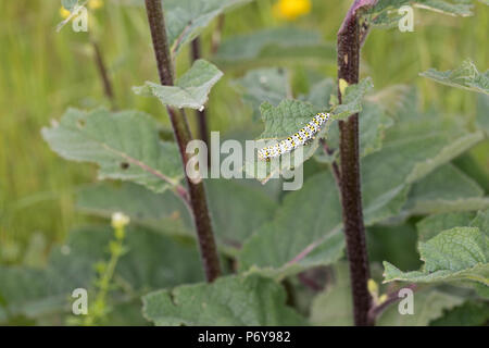 Königskerzenmönch, Königskerzen-Mönch, Wollkrauteule, Wollkrauteule, Brauner Mönch, Raupe Frisst eine Königskerze, Shargacucullia Verbasci Cucullia ver Stockfoto