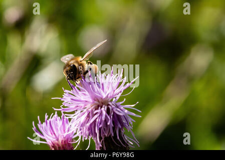 Honey Bee, Distel kriechen, Schwarzwald, Deutschland Stockfoto