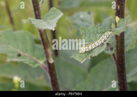 Königskerzenmönch, Königskerzen-Mönch, Wollkrauteule, Wollkrauteule, Brauner Mönch, Raupe Frisst eine Königskerze, Shargacucullia Verbasci Cucullia ver Stockfoto