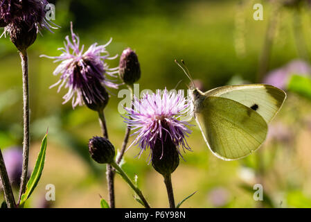 Schmetterling auf einer schleichenden Thistle Stockfoto