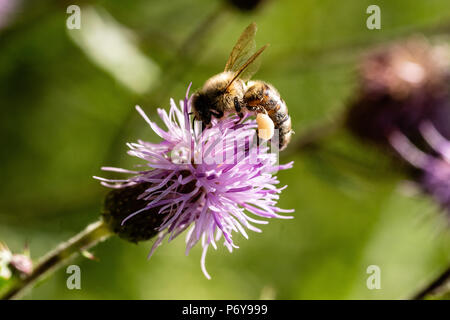 Honey Bee, Distel kriechen, Schwarzwald, Deutschland Stockfoto