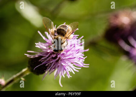 Honey Bee, Distel kriechen, Schwarzwald, Deutschland Stockfoto