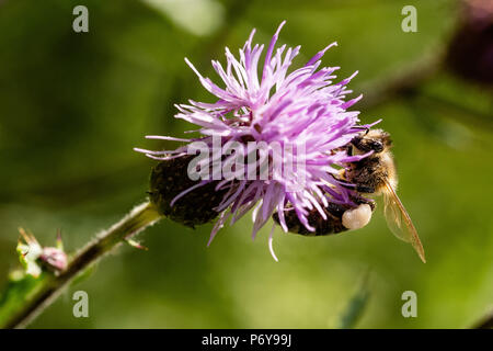 Honey Bee, Distel kriechen, Schwarzwald, Deutschland Stockfoto