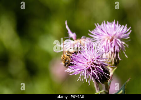 Honey Bee, Distel kriechen, Schwarzwald, Deutschland Stockfoto