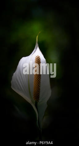 ORIGINAL FOTO VON SHERRY FAIN von floralen Thema. Stockfoto