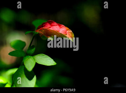 ORIGINAL FOTO VON SHERRY FAIN von floralen Thema. Stockfoto