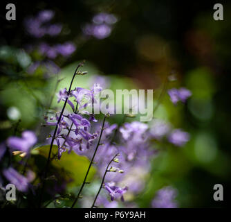 ORIGINAL FOTO VON SHERRY FAIN von floralen Thema. Stockfoto