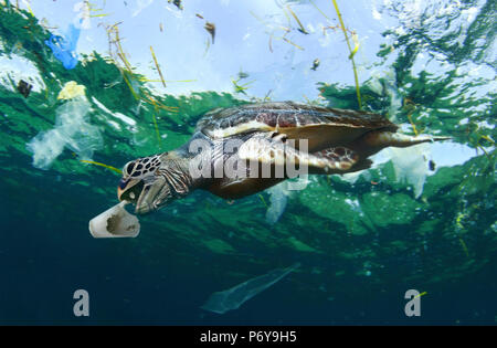 Schildkröte essen eine Schale aus Kunststoff in der Mitte eines