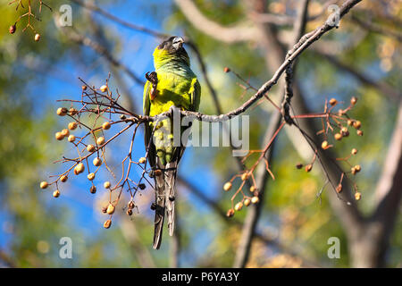 Ein Mönch parakeet (Myiopsitta monachus) innerhalb der ökologischen Reserve "Costanera Sur". Puerto Madero, Buenos Aires, Argentinien. Stockfoto