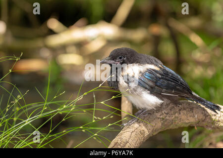 Vor kurzem vollwertigen Magpie sitzen auf Ast neben Stream. auf Talbot Heide, Poole genommen. Stockfoto