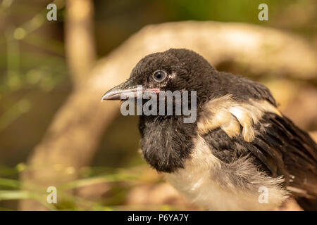 Close-up portrait Foto eines Magpie seitwärts stehend auf die Kamera. Nur ein Teil des Körpers und der Kopf in den Schoß. Stockfoto