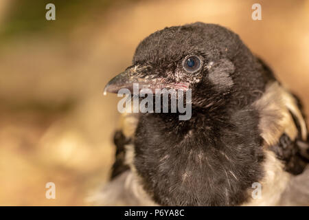 Schließen wildlife Portrait von eurasian Magpie Wer neugierig ist der Kamera überprüfen. Nur ein Teil des Körpers und der Kopf in den Schoß. Stockfoto