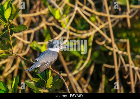 Belted Kingfisher Megacerule alcyon San Blas, Nayarit, Mexiko vom 3. März 2018 erwachsenen männlichen Alcedinidae Stockfoto