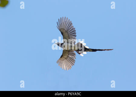 Schwarzkehlige Elster Jay Calocitta Colliei El Cora, Nayarit, Mexiko 3. März 2018 Erwachsener im Flug. Corvidae Stockfoto